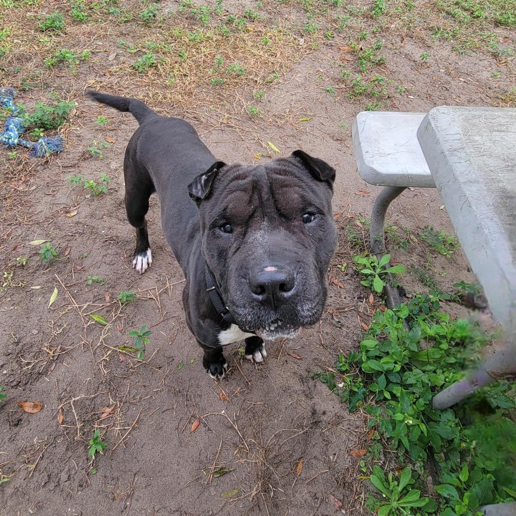 Enlarge Kimbo, a Adoptable mixed breed in Lake Panasoffkee, FL image 3/5