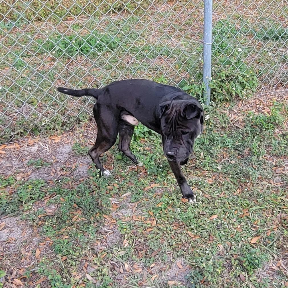 Enlarge Kimbo, a Adoptable mixed breed in Lake Panasoffkee, FL image 4/5