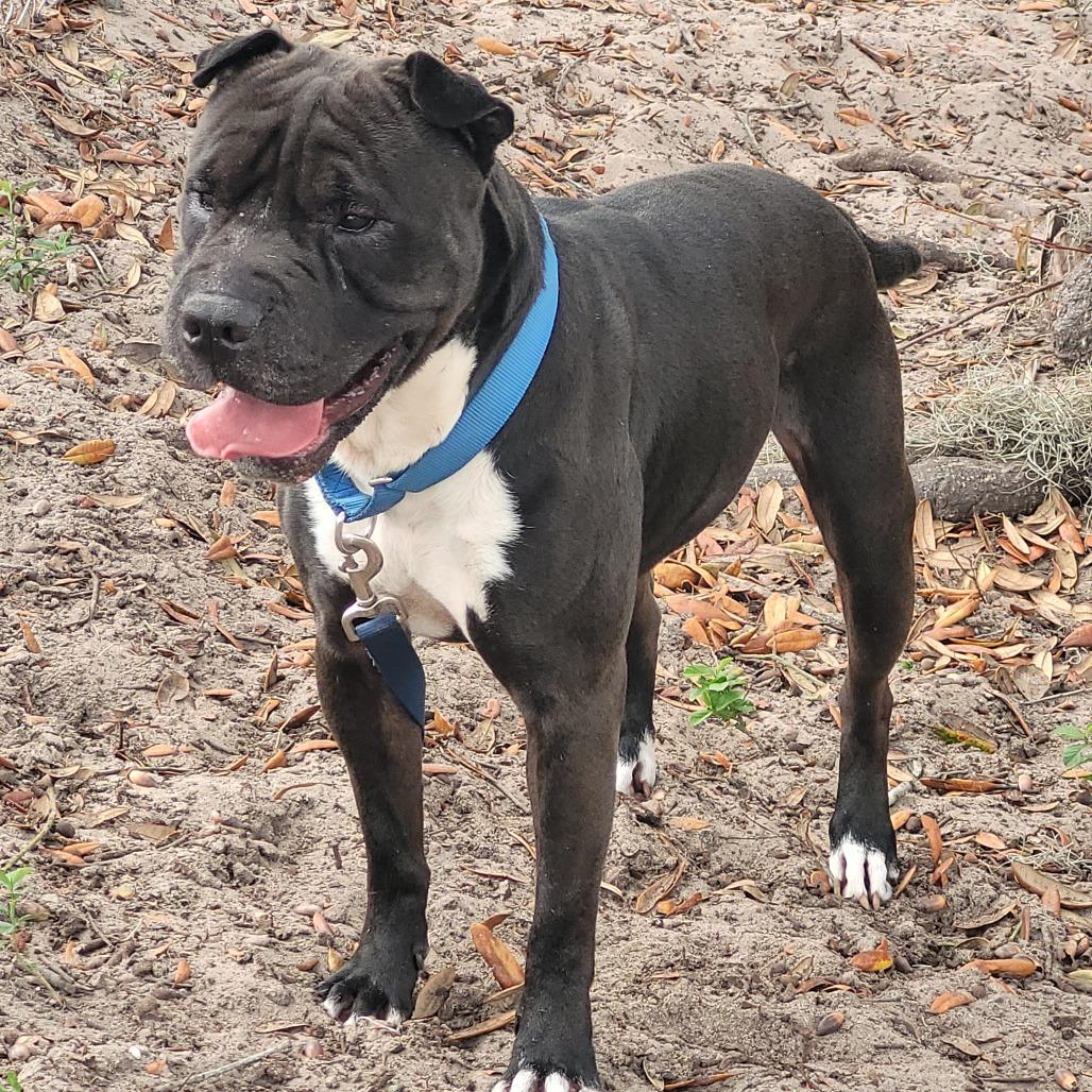 Enlarge Kimbo, a Adoptable mixed breed in Lake Panasoffkee, FL image 5/6