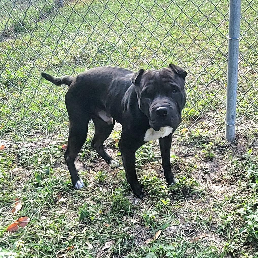 Enlarge Kimbo, a Adoptable mixed breed in Lake Panasoffkee, FL image 5/5