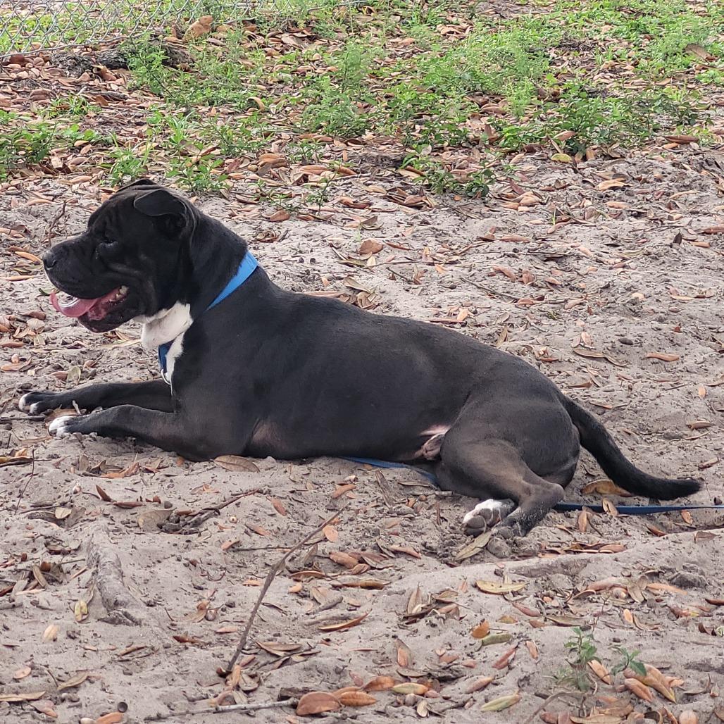 Enlarge Kimbo, a Adoptable mixed breed in Lake Panasoffkee, FL image 6/6