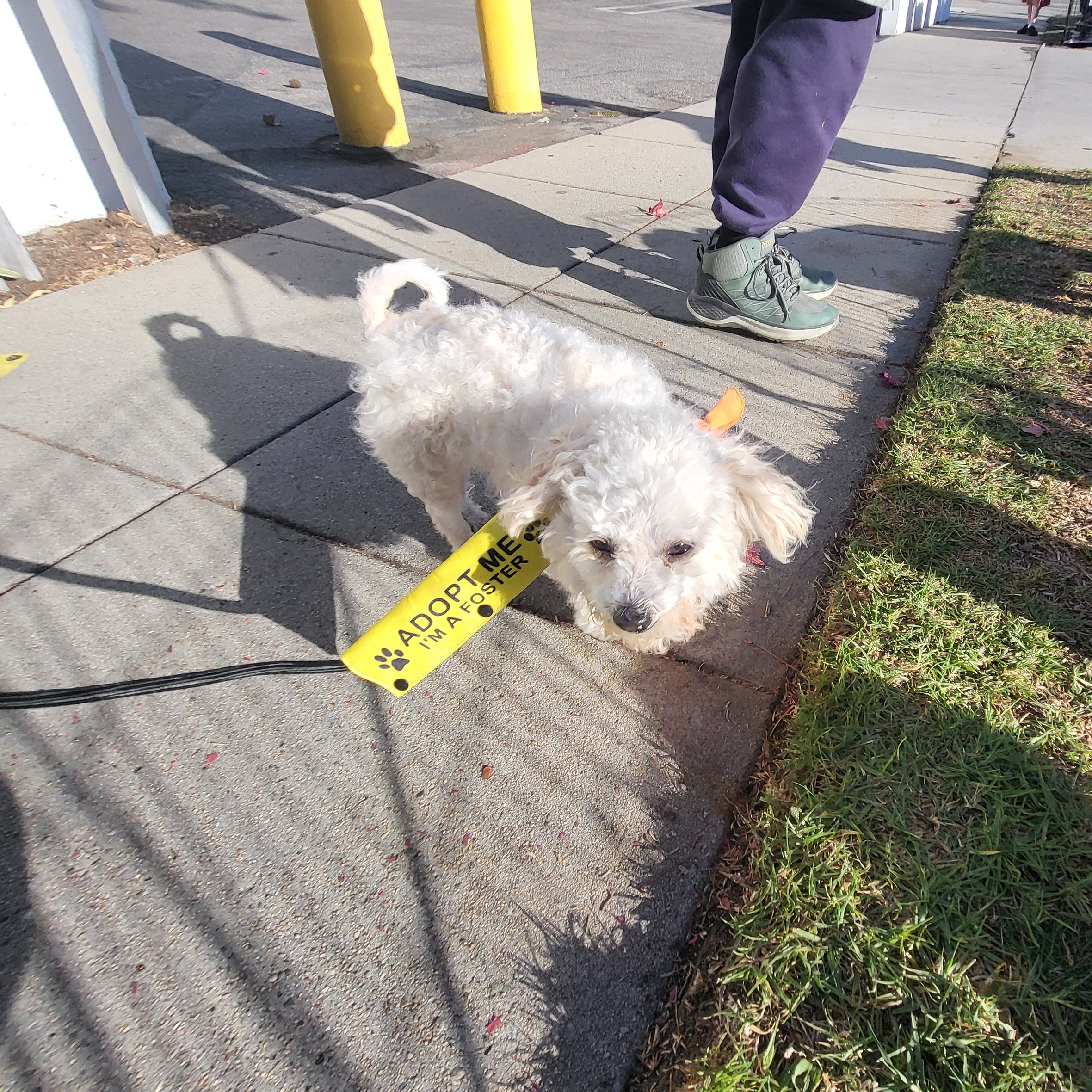 Mr. Coco Brian May poodle! photo 2