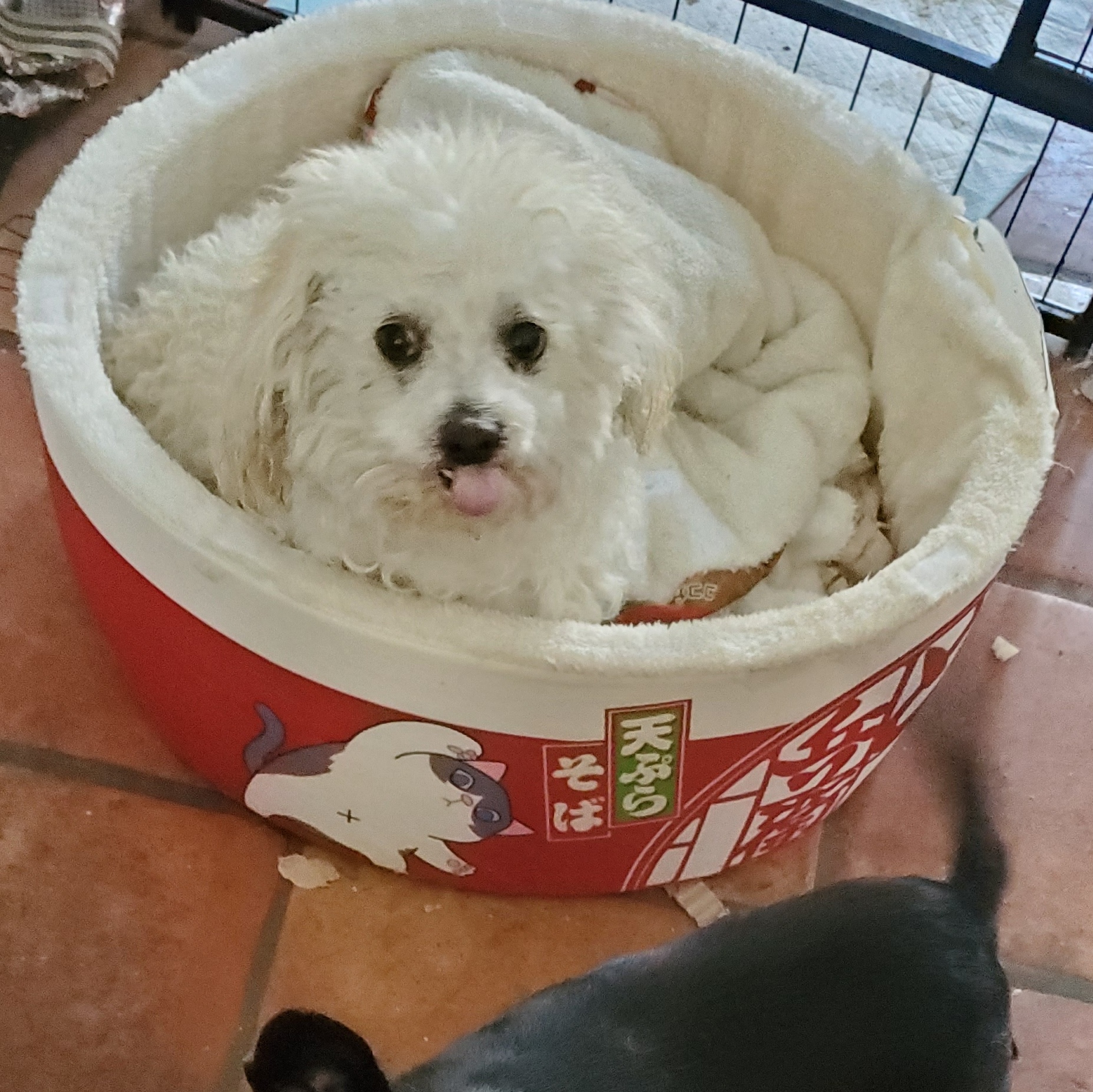 Mr. Coco Brian May poodle! photo 3