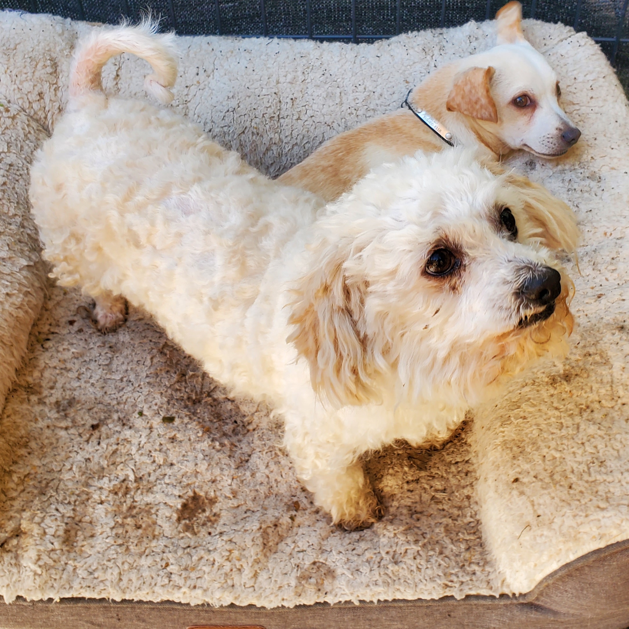 Mr. Coco Brian May poodle! photo 4