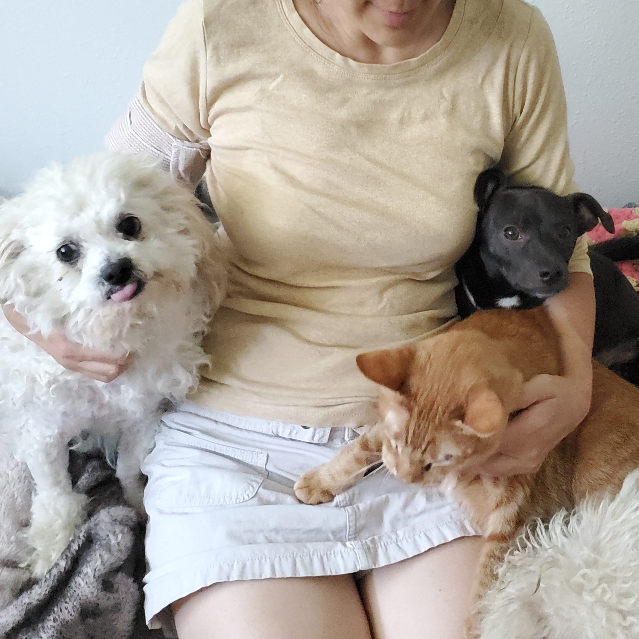 Mr. Coco Brian May poodle! photo 5
