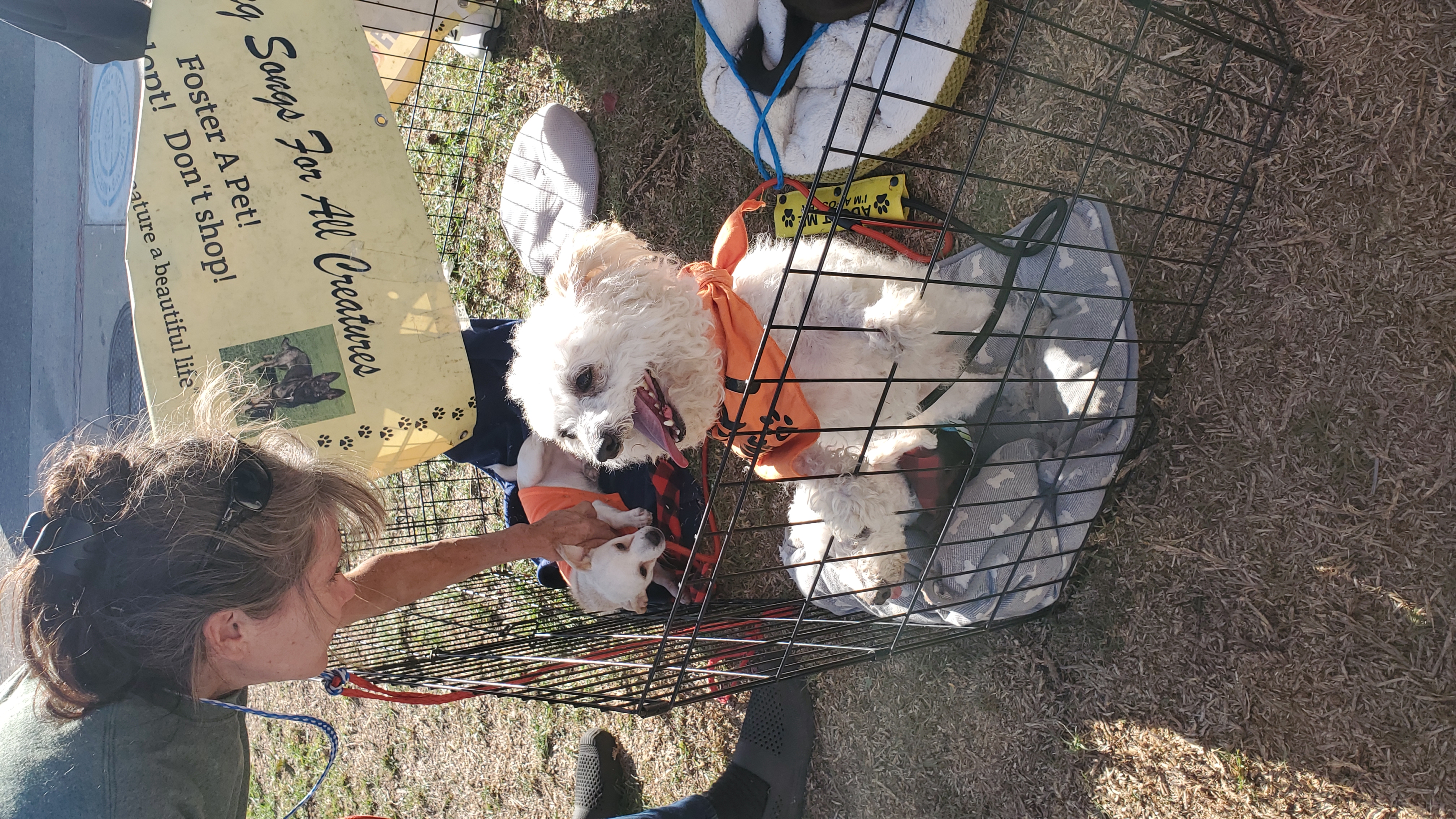 Mr. Coco Brian May poodle! photo 1