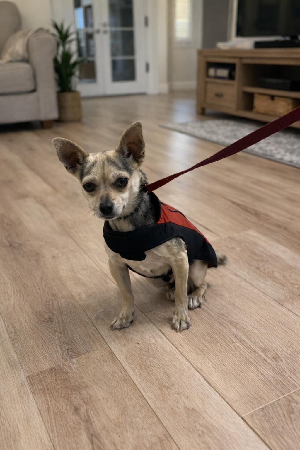 Otto, Adoptable, Young Male Chihuahua.