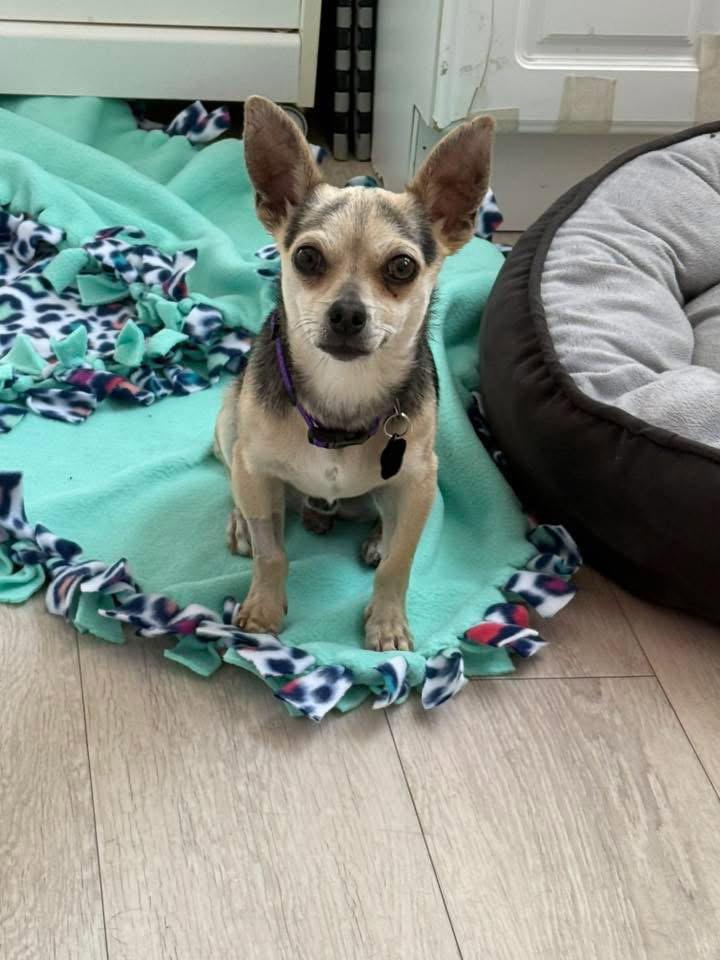 Otto, a Adoptable Chihuahua in Orange, CA image 2/2