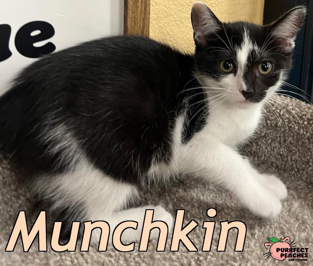 Enlarge Munchkin, a Adoptable mixed breed in Douglasville, GA image 2/2