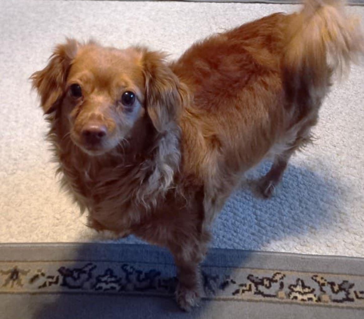 Summer - San Diego, Adoptable, Adult Female Chihuahua.