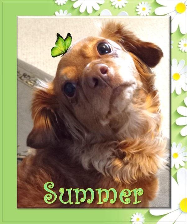 Summer  - San Diego, Adoptable, Adult Female Chihuahua.