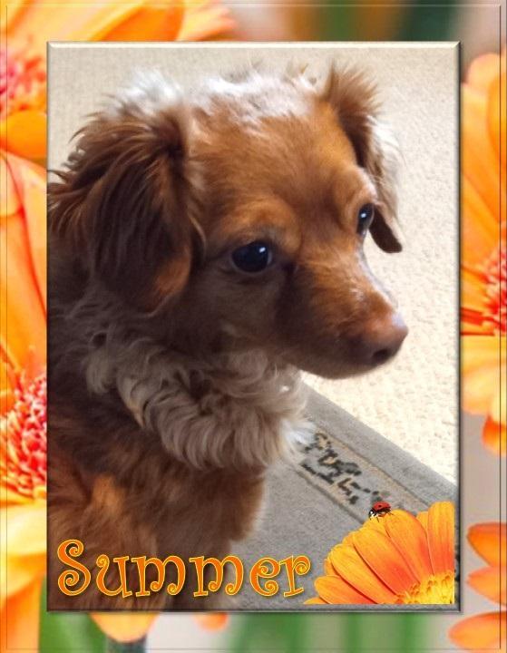 Enlarge Summer  - San Diego, a Adoptable Chihuahua in San Diego, CA image 2/2