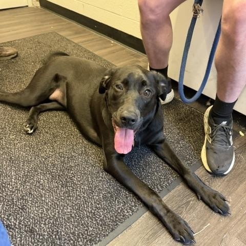 Artemis NOT AN LELRR DOG--COURTESY POST--NO APP REQUIRED, an adoptable mixed breed in Medina, OH image 2/2