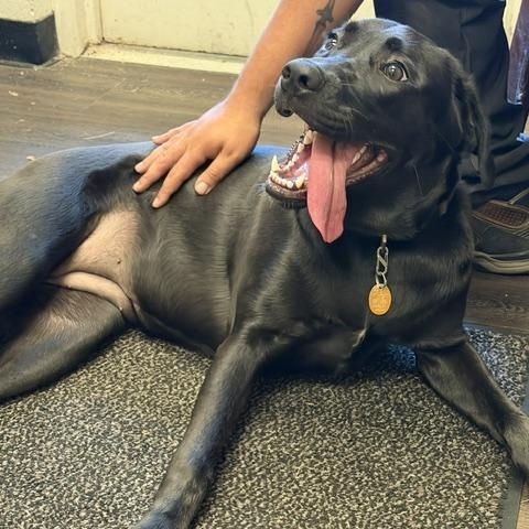 Artemis NOT AN LELRR DOG--COURTESY POST--NO APP REQUIRED, adoptable, Young Female Black Labrador Retriever & Golden Retriever.