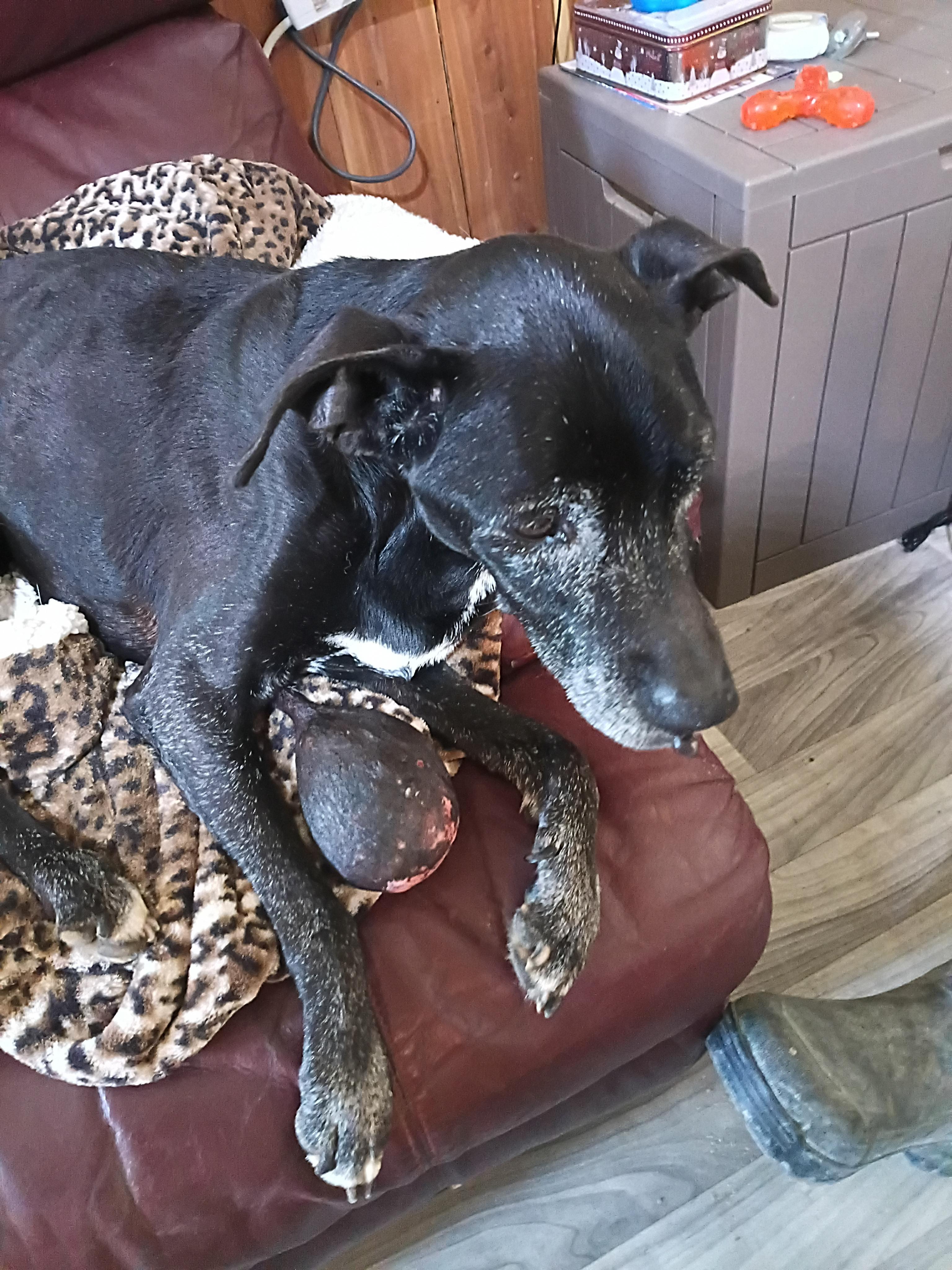 Hope, ADOPTABLE, Senior Female Mixed Breed.