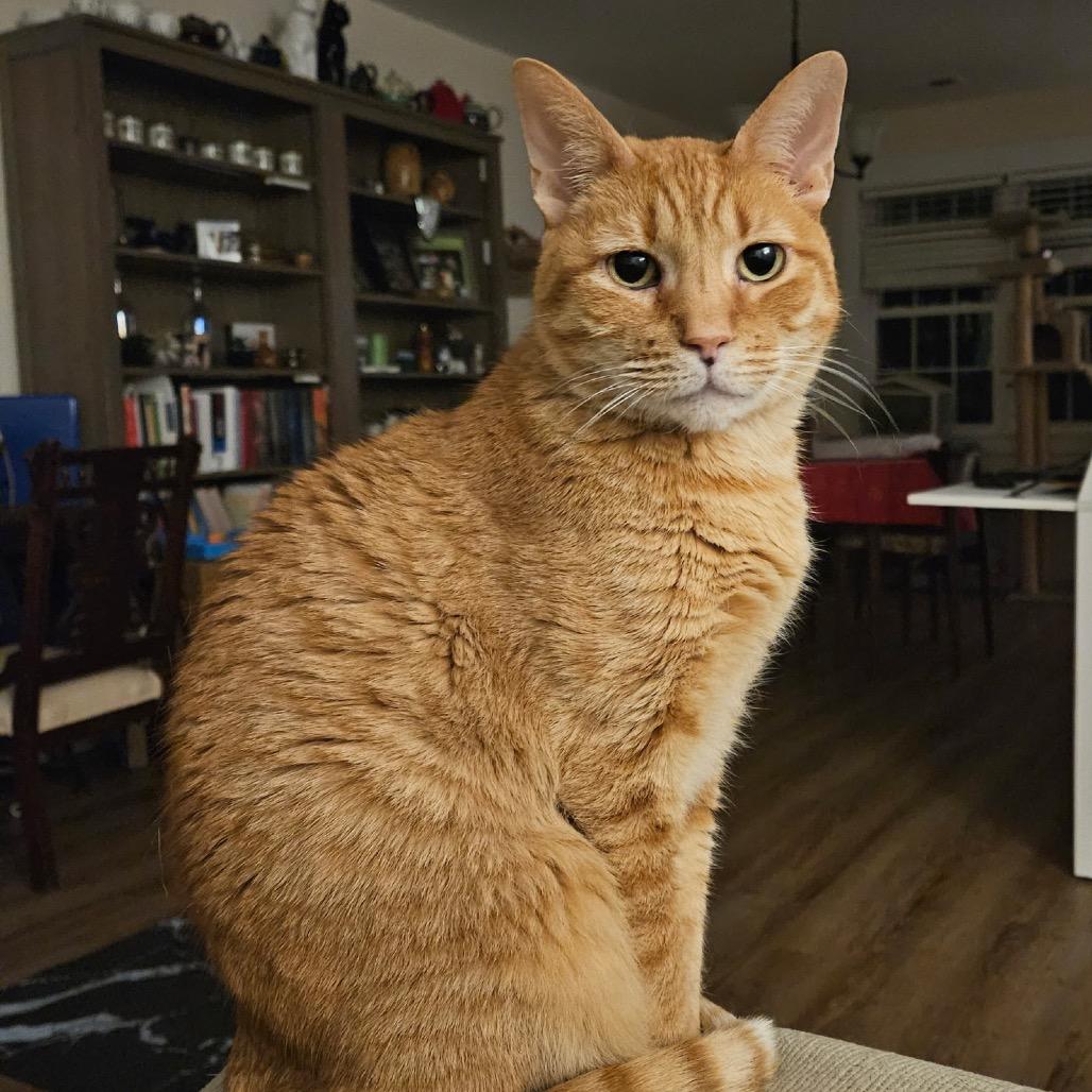 Enlarge Minnie, a Adoptable Domestic Short Hair in Mocksville, NC image 1/6