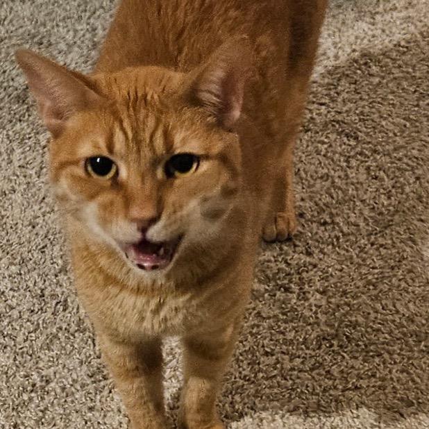 Enlarge Minnie, a Adoptable Domestic Short Hair in Mocksville, NC image 5/6