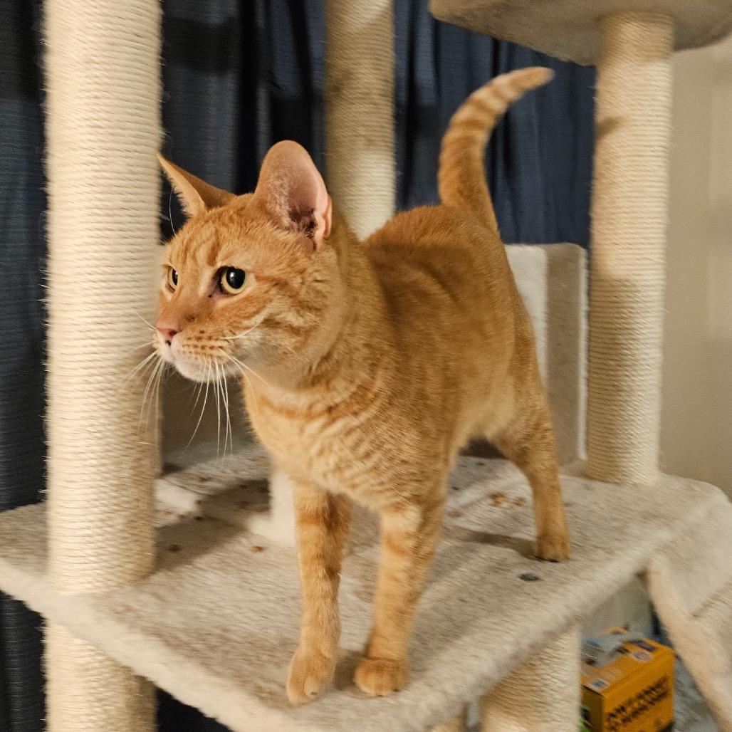 Enlarge Minnie, a Adoptable Domestic Short Hair in Mocksville, NC image 6/6