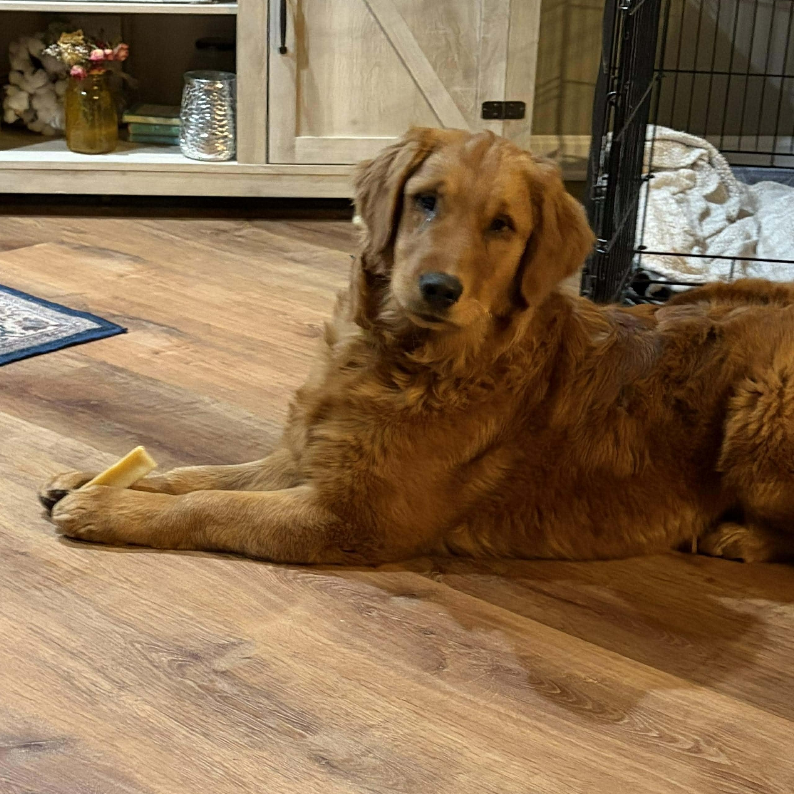 Enlarge Shelby, an adopted Golden Retriever in hilton, NY image 5/6