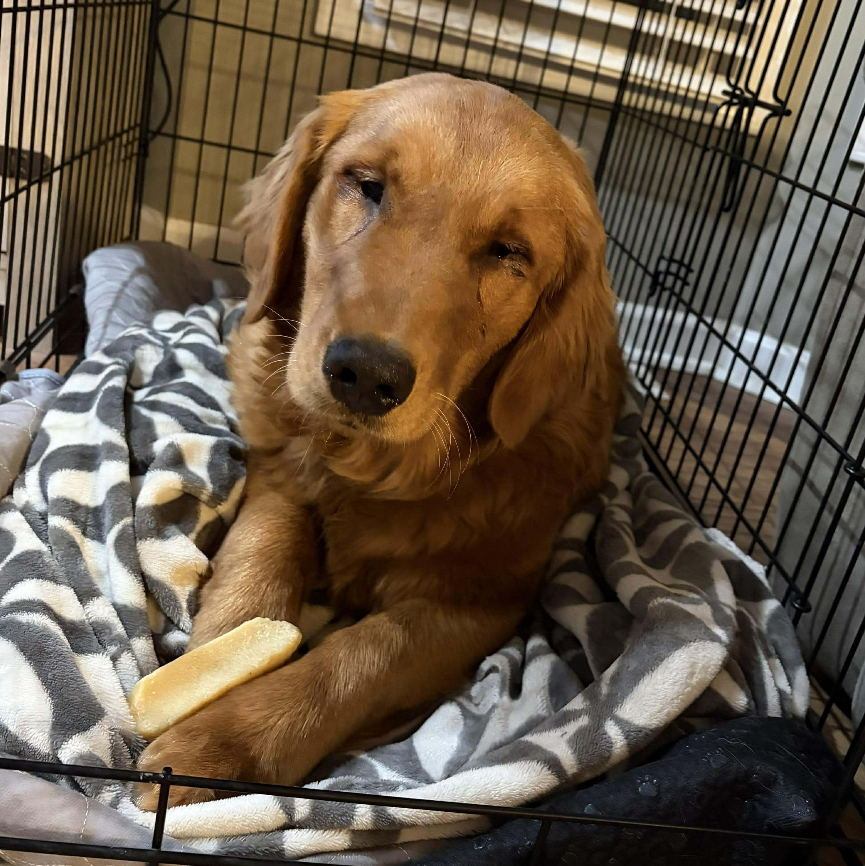 Enlarge Shelby, an adopted Golden Retriever in hilton, NY image 6/6