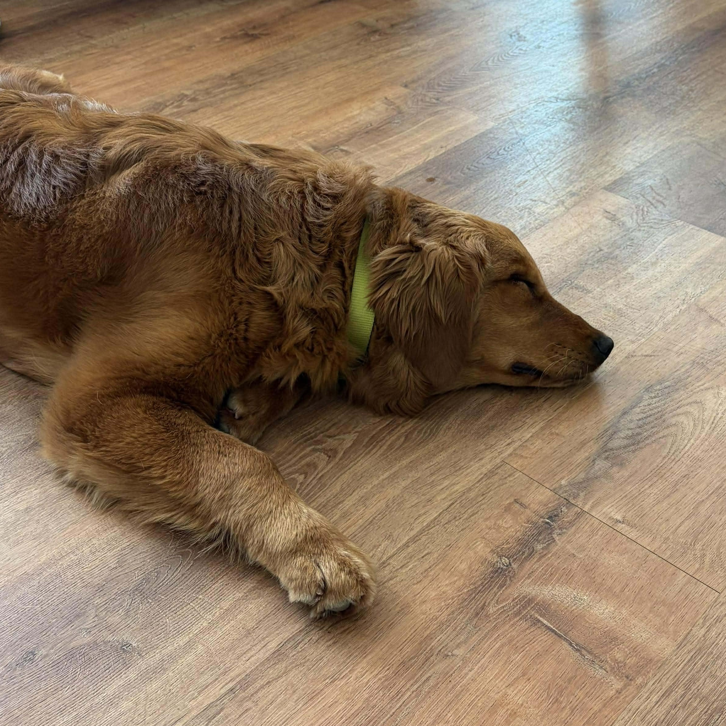 Enlarge Shelby, an adopted Golden Retriever in hilton, NY image 3/6