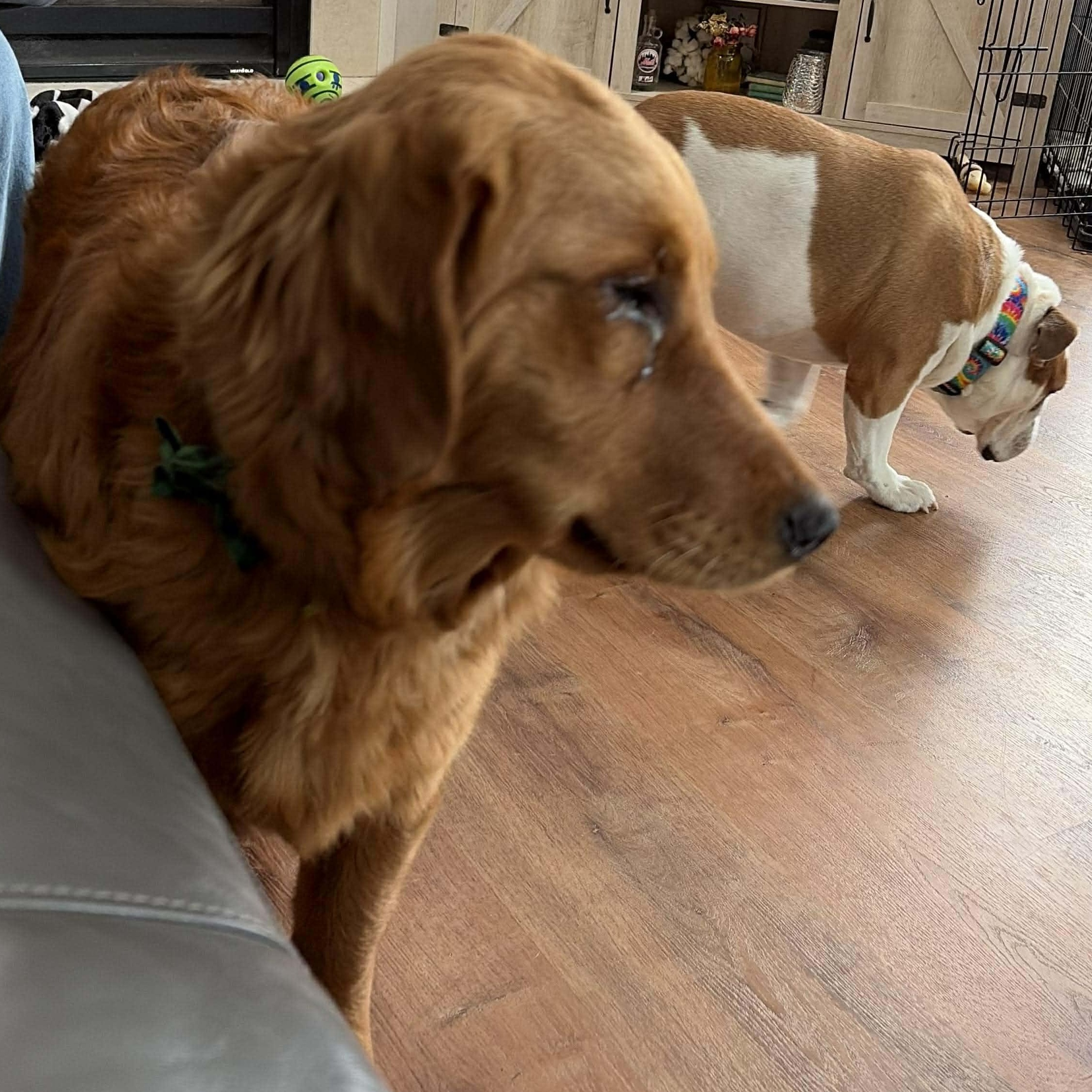 Enlarge Shelby, an adopted Golden Retriever in hilton, NY image 2/6