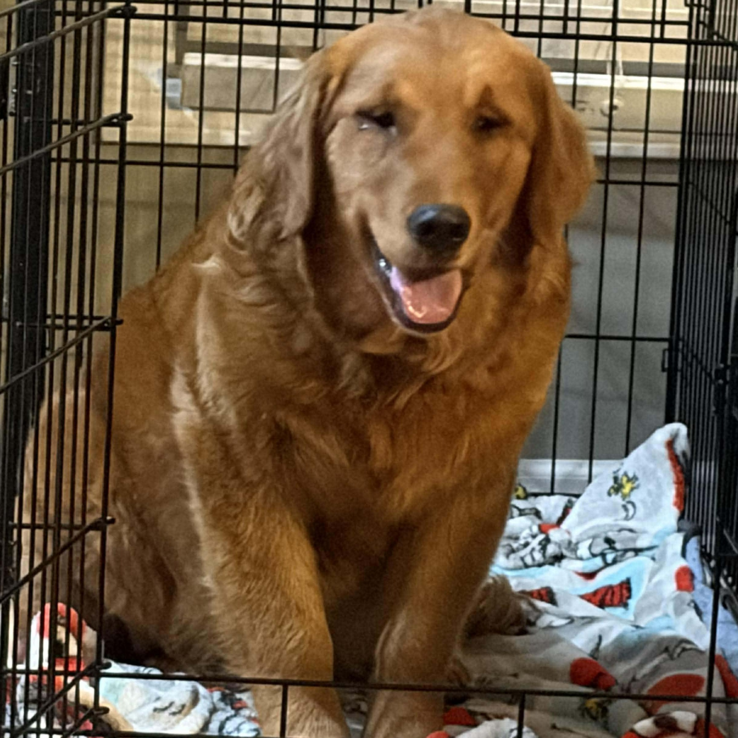 Enlarge Shelby, an adopted Golden Retriever in hilton, NY image 1/6