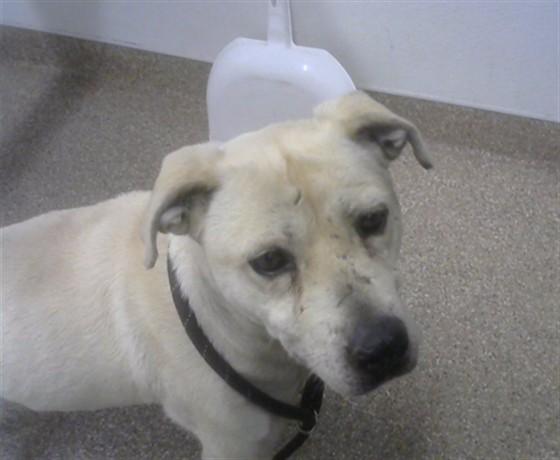 Enlarge HANNAH, a Adoptable mixed breed in Albuquerque, NM image 1/1