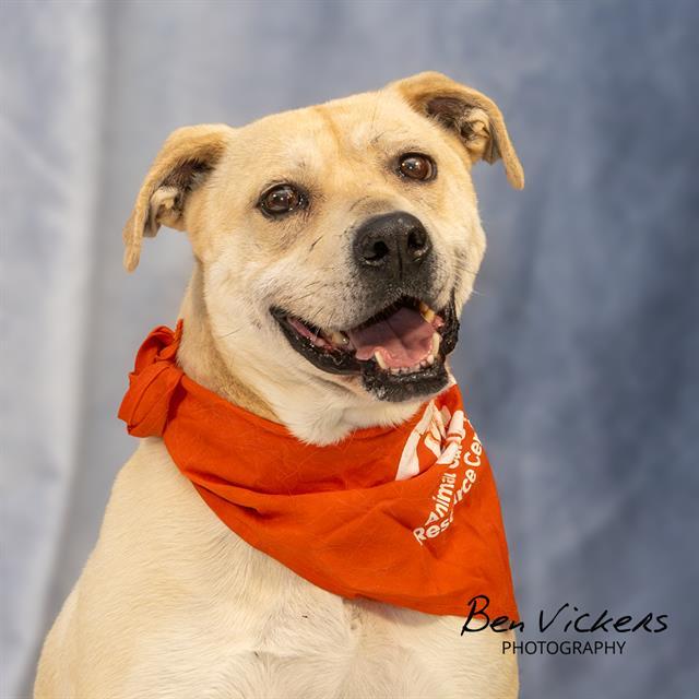 HANNAH, Adoptable, Adult Female Labrador Retriever & Mixed Breed.