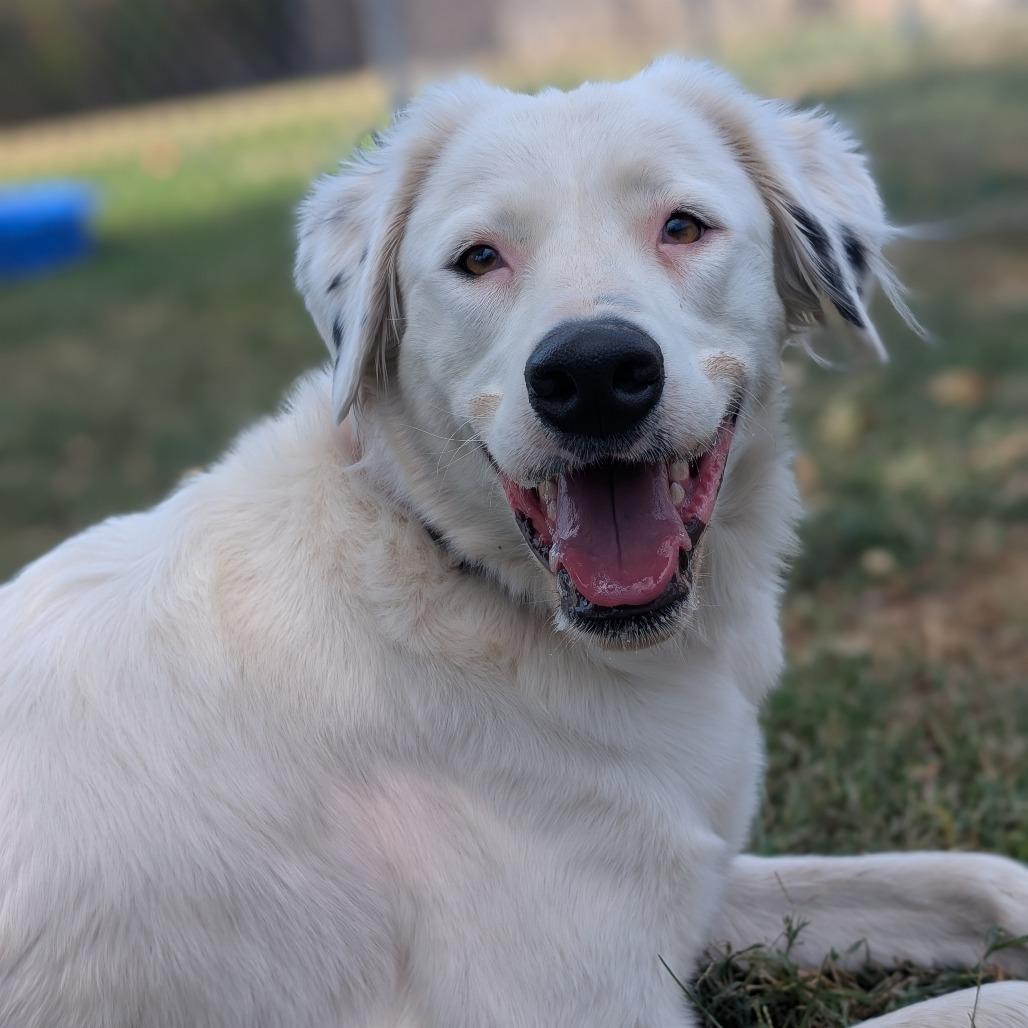 Sugar, Adoptable, Adult Female Collie & Mixed Breed.