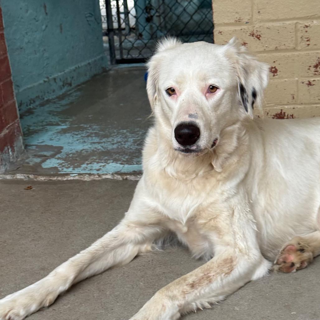 Enlarge Sugar, a Adoptable mixed breed in Tulsa, OK image 2/6
