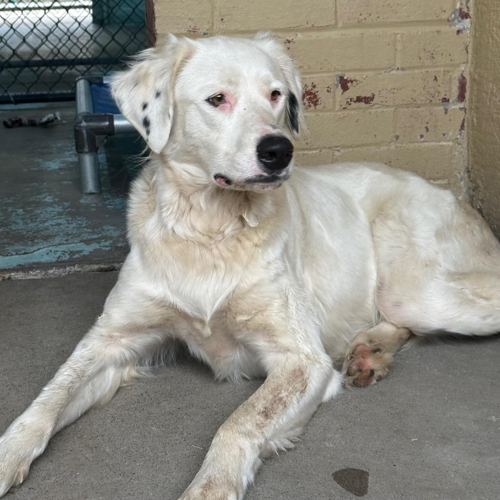 Enlarge Sugar, a Adoptable mixed breed in Tulsa, OK image 3/6
