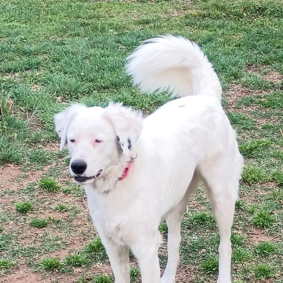 Enlarge Sugar, a Adoptable mixed breed in Tulsa, OK image 4/6