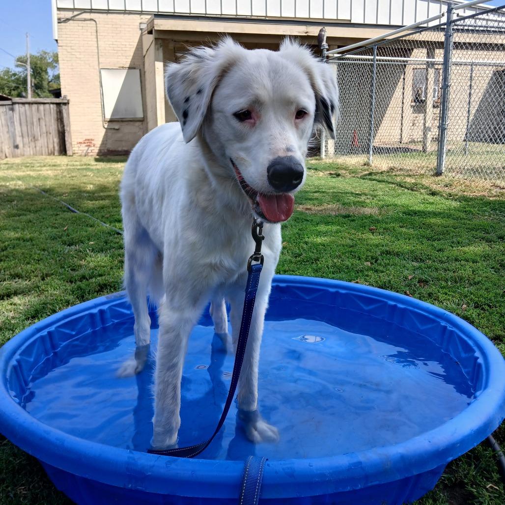 Enlarge Sugar, a Adoptable mixed breed in Tulsa, OK image 5/6
