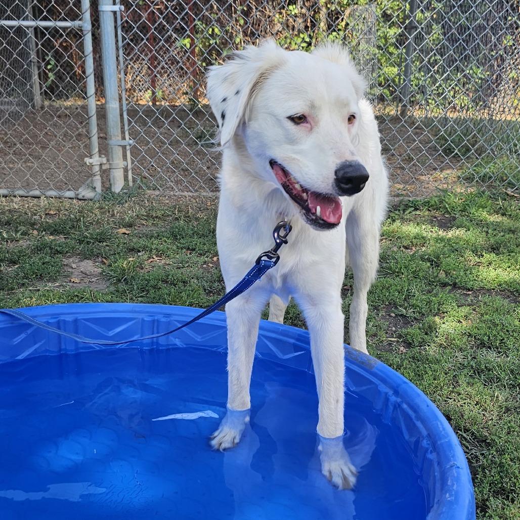 Enlarge Sugar, a Adoptable mixed breed in Tulsa, OK image 6/6