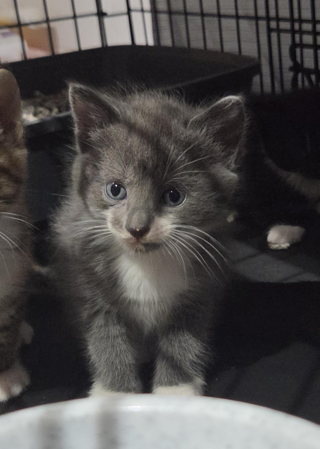 Rose, Adoptable, Kitten Female Domestic Short Hair.