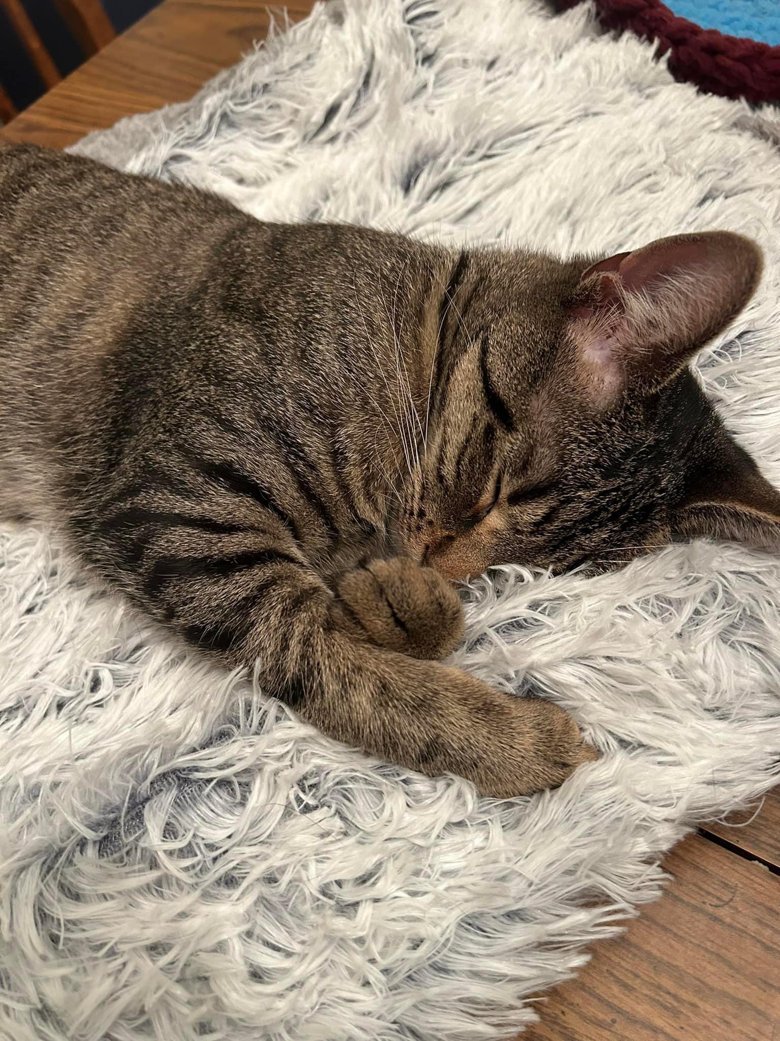 Enlarge Sage, a Adoptable mixed breed in Newark, NJ image 2/2