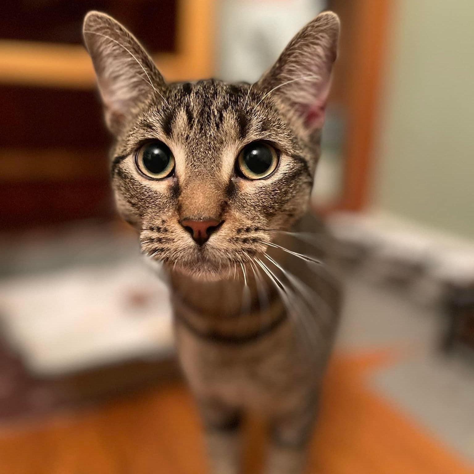 Sage, Young Male Tabby