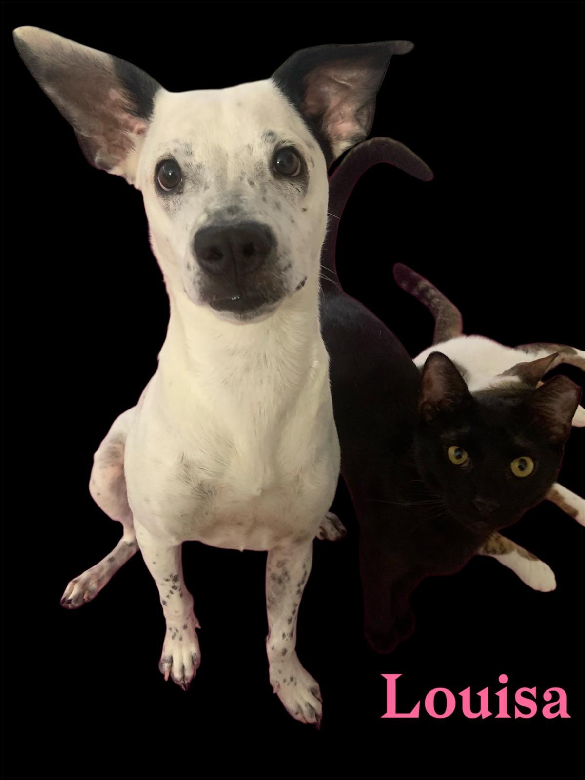 Louisa, a Adoptable mixed breed in Astoria , NY image 2/4