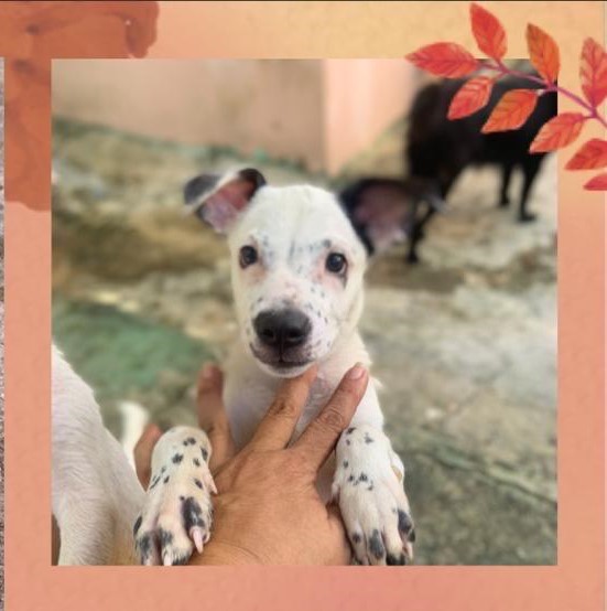 Louisa, a Adoptable mixed breed in Astoria , NY image 4/4