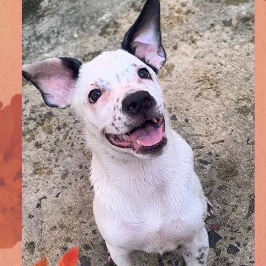 Louisa, Adoptable, Young Female Plott Hound & Bull Terrier.