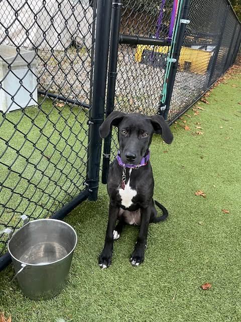 Willow - Come Meet Me