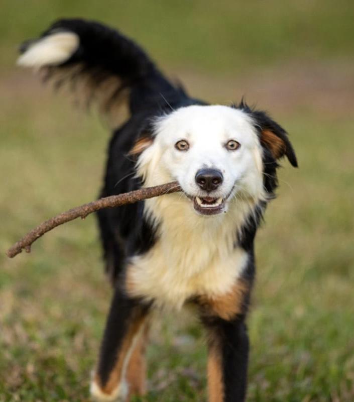 Roo, Adopted, Young Male Australian Shepherd.