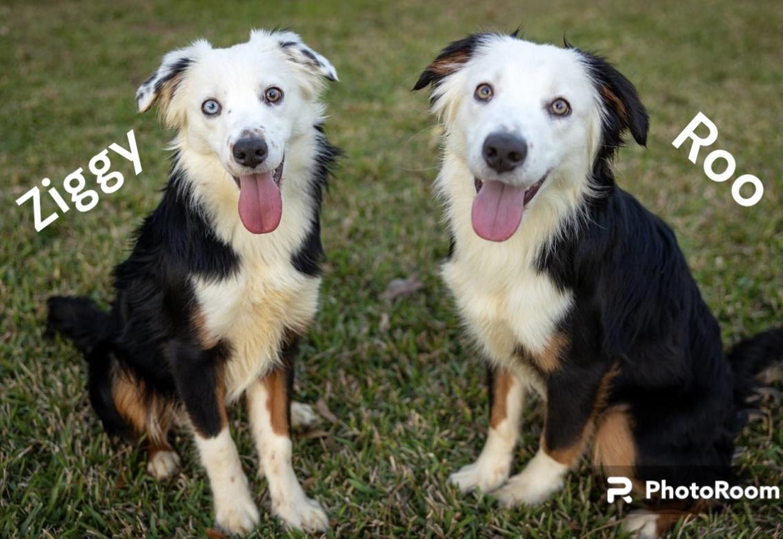 Enlarge Roo, a Adopted Australian Shepherd in Dickinson, TX image 2/6