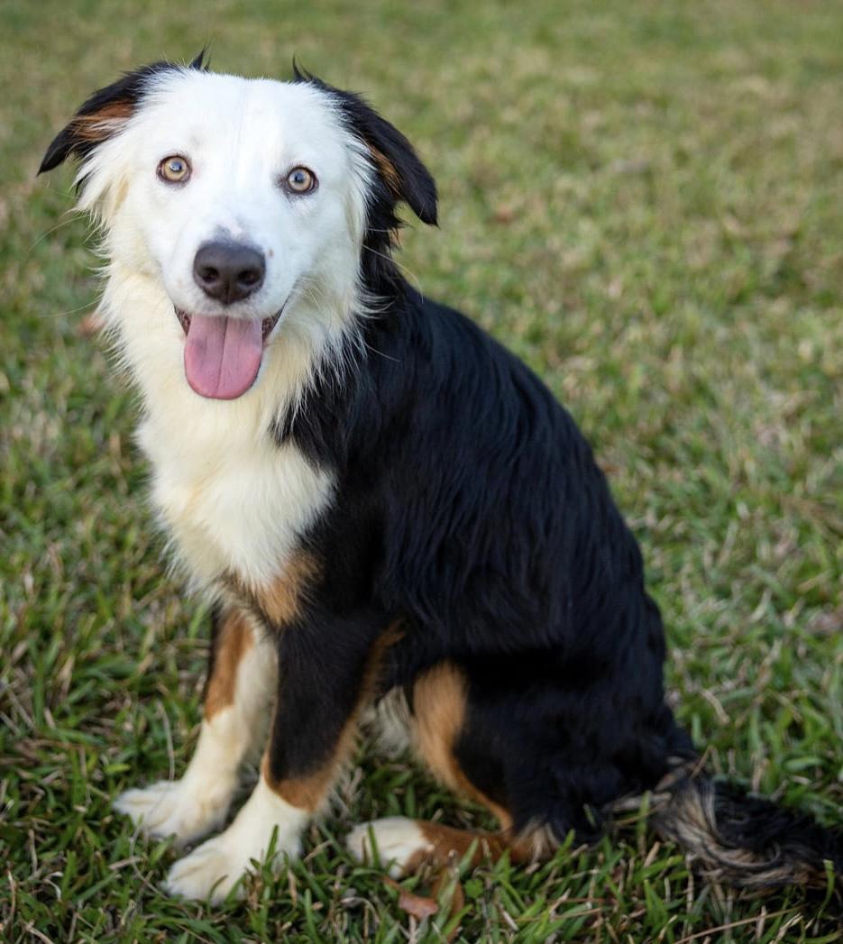 Enlarge Roo, a Adopted Australian Shepherd in Dickinson, TX image 3/6