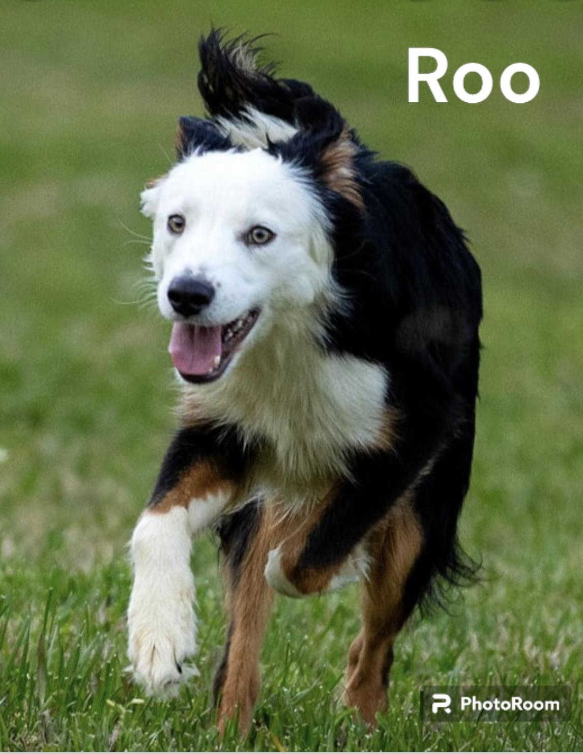 Enlarge Roo, a Adopted Australian Shepherd in Dickinson, TX image 4/6