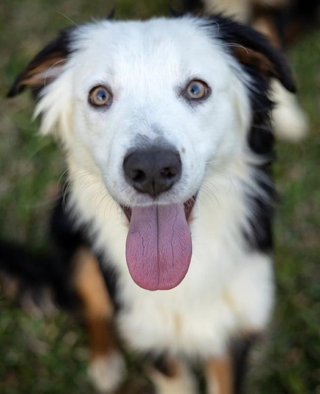 Roo, Adopted, Young Male Australian Shepherd.