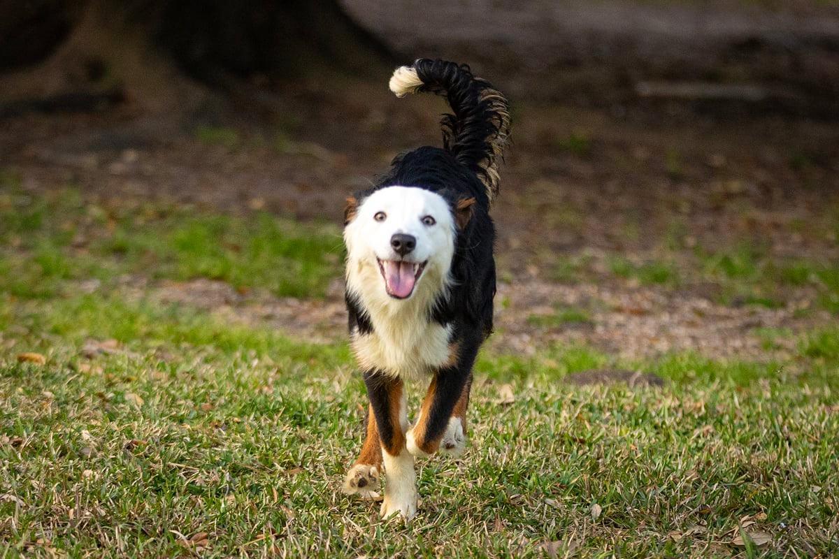 Enlarge Roo, a Adopted Australian Shepherd in Dickinson, TX image 6/6
