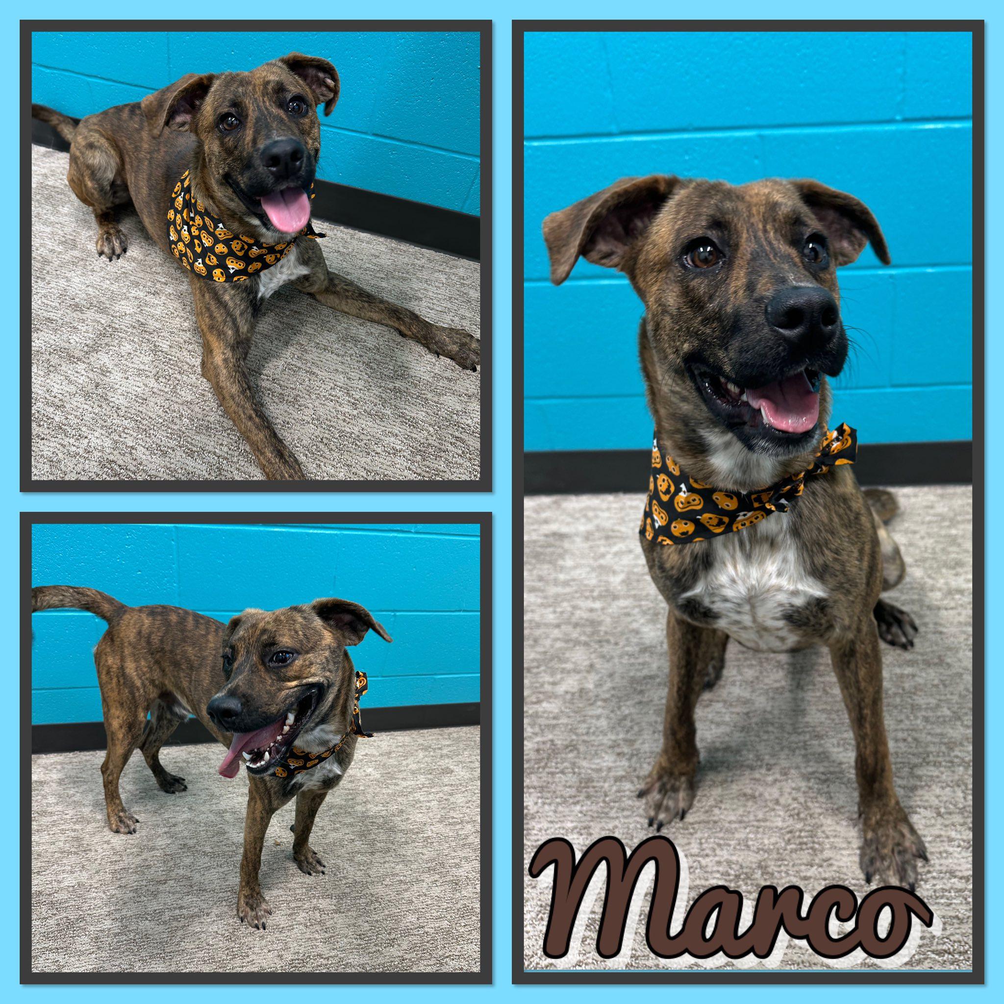 Marco, Adoptable, Young Male Hound.