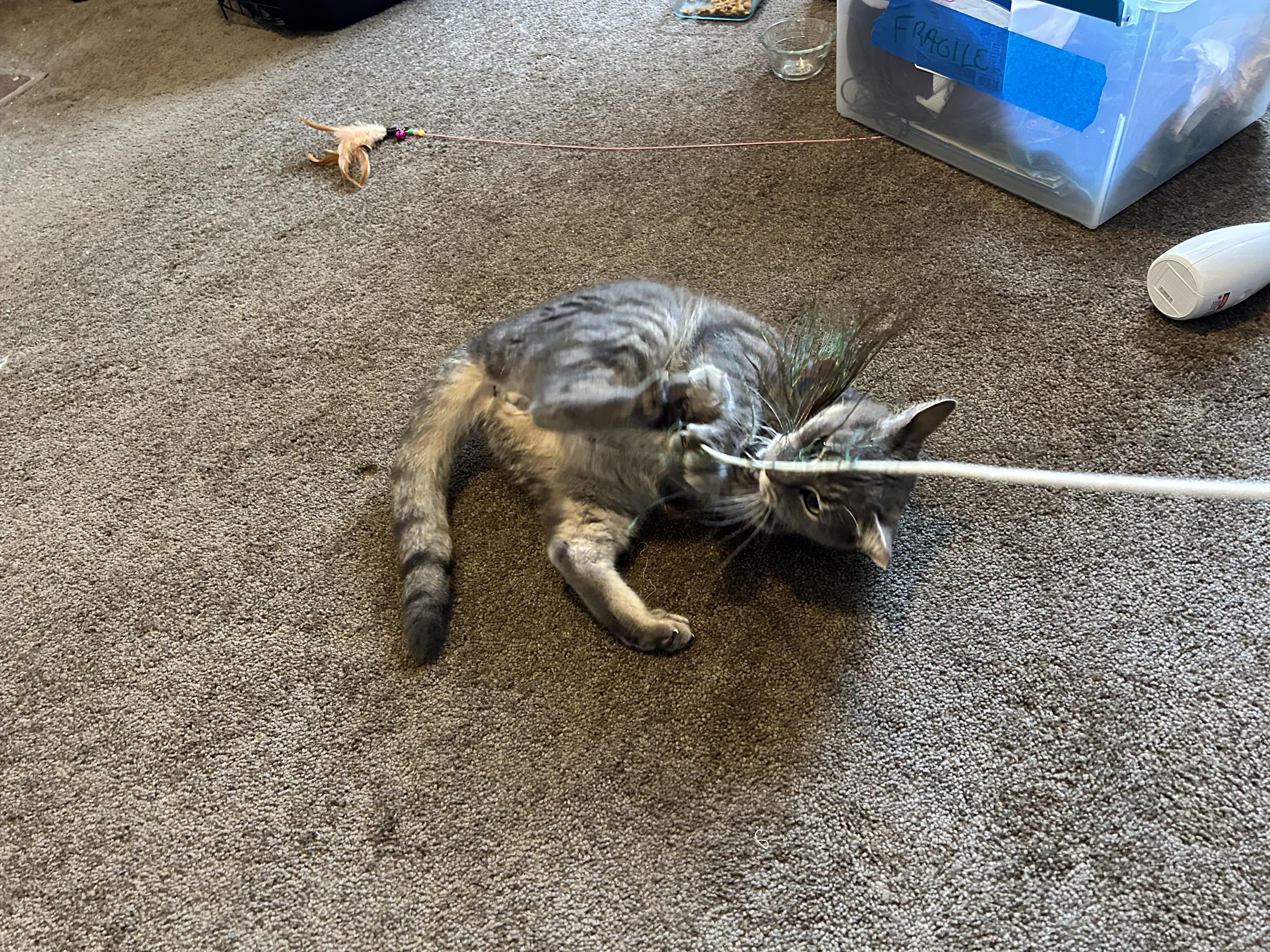 Enlarge Dewey, a Adoptable Domestic Short Hair in Philadelphia, PA image 3/3